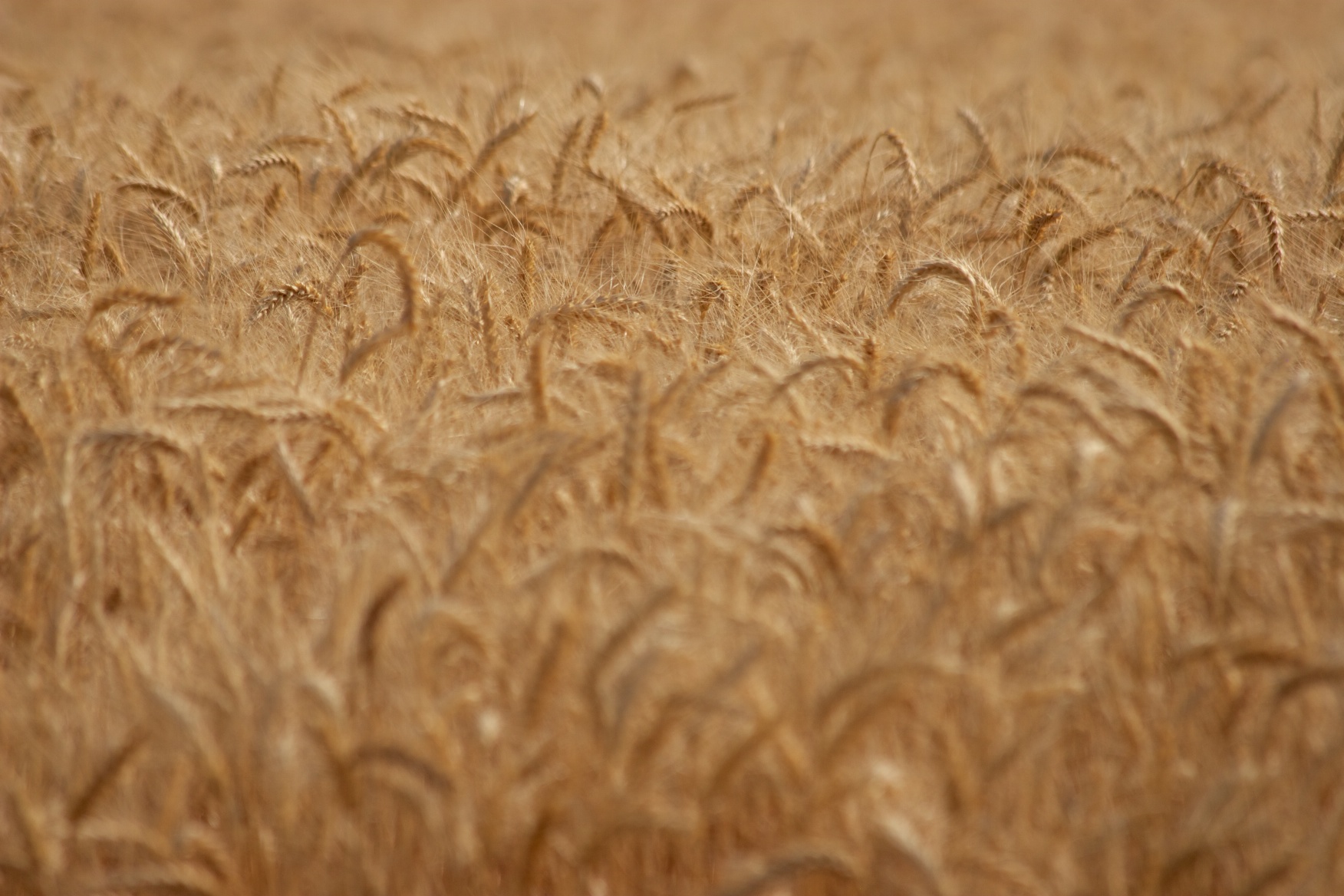 Photo by Stephanie Roberts, http://ObsessiveHobbyist.com