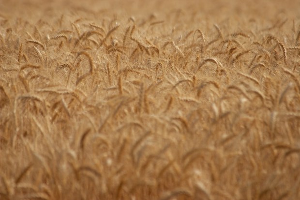 Photo by Stephanie Roberts, http://ObsessiveHobbyist.com