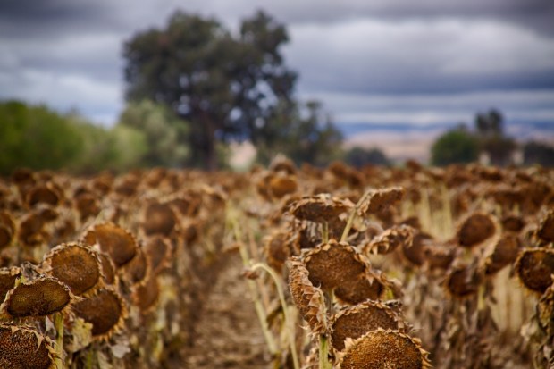 Dead sunflowers....or live sunflower seeds?